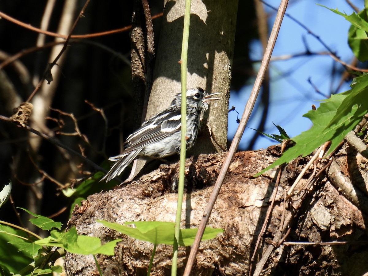 Black-and-white Warbler - ML595766051