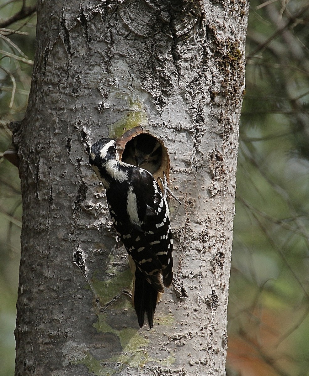 Hairy Woodpecker (Eastern) - ML59576631