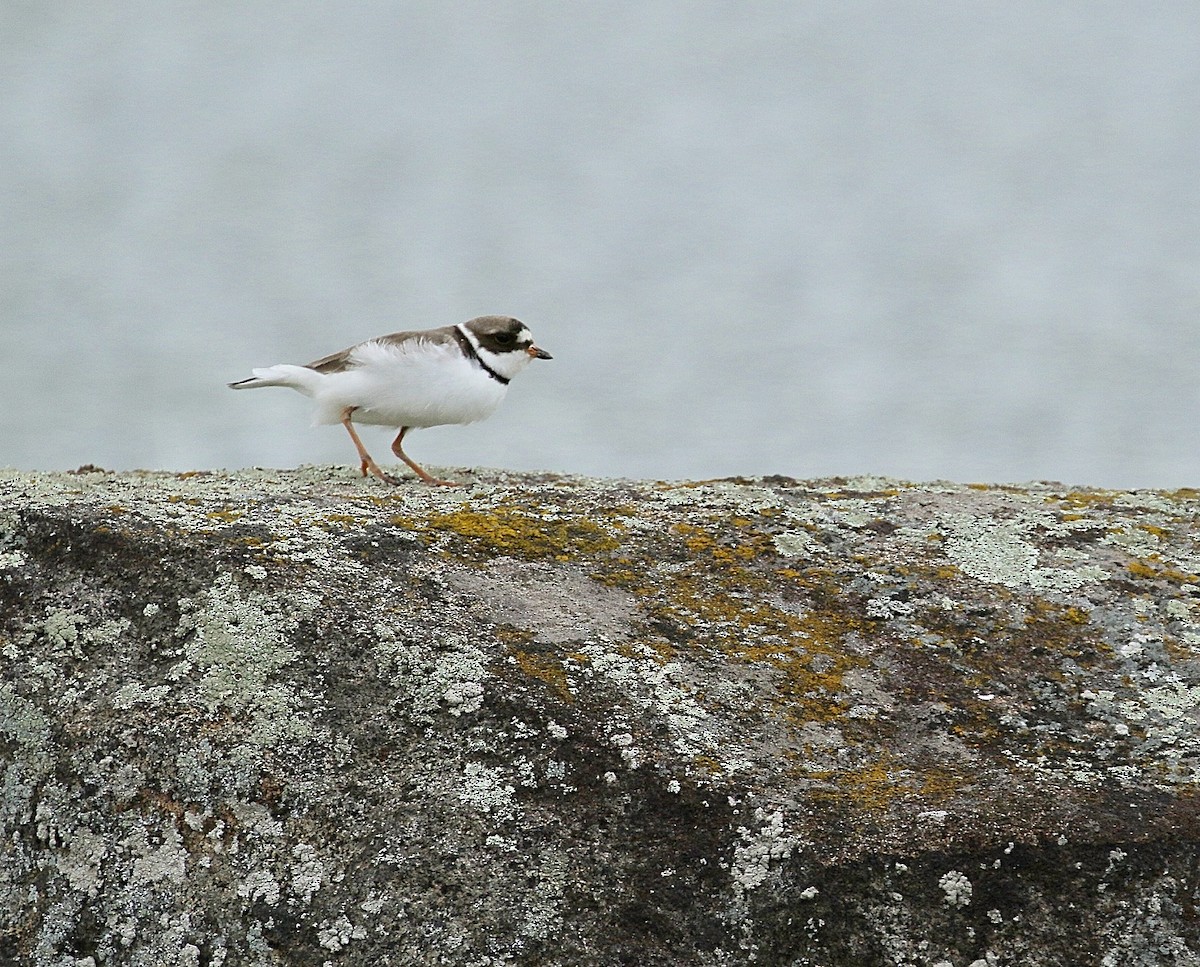 Semipalmated Plover - ML59576811