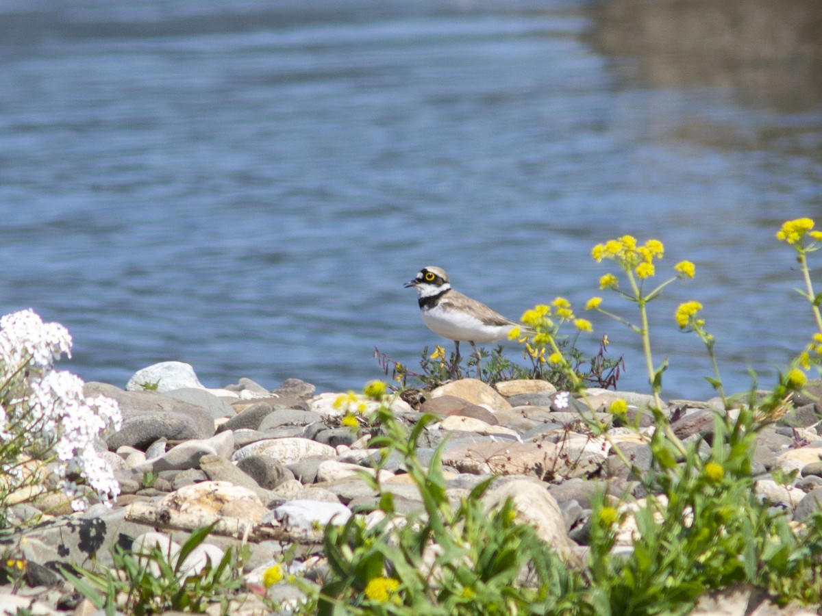 Little Ringed Plover (curonicus) - ML595768691