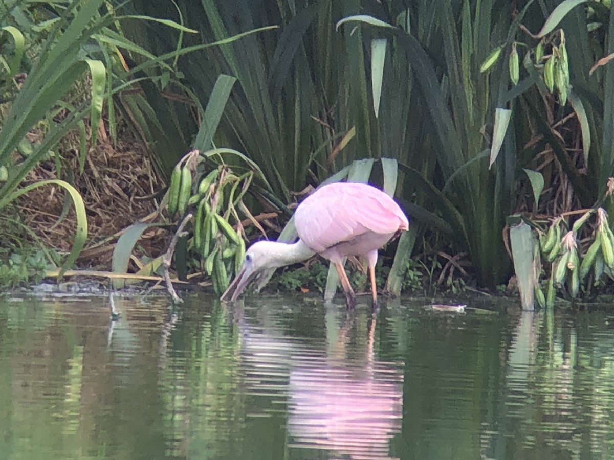 Roseate Spoonbill - Todd Michael Day
