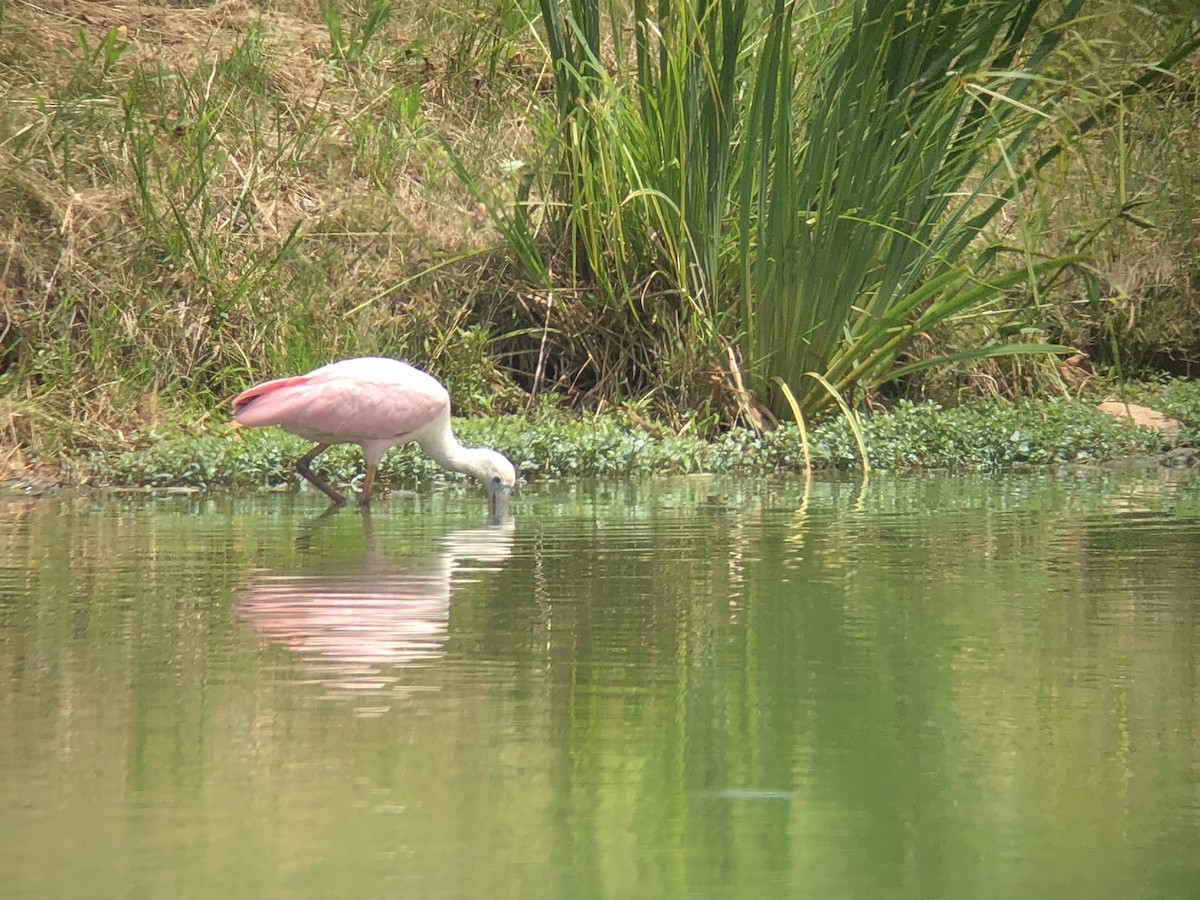 Roseate Spoonbill - Todd Michael Day