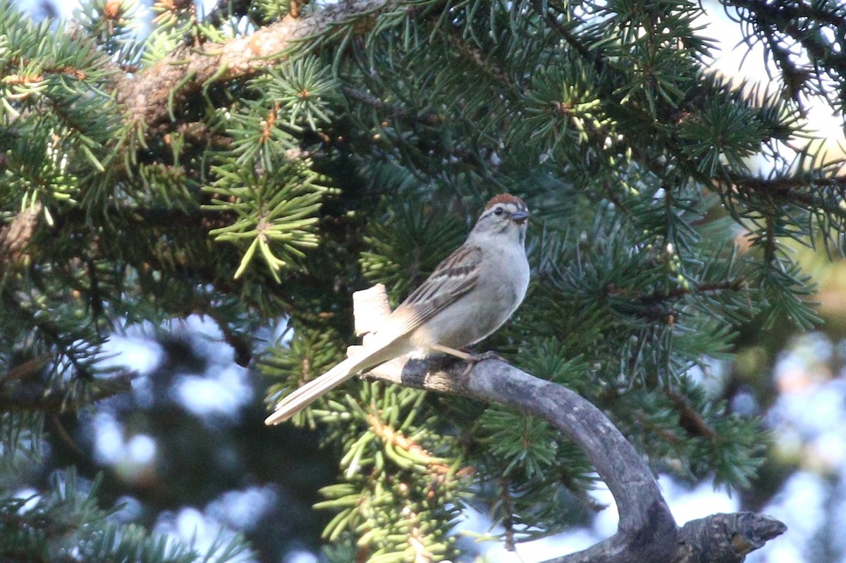Chipping Sparrow - ML595775221