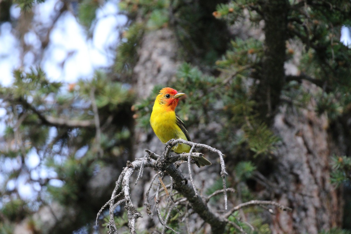 Western Tanager - ML595775281