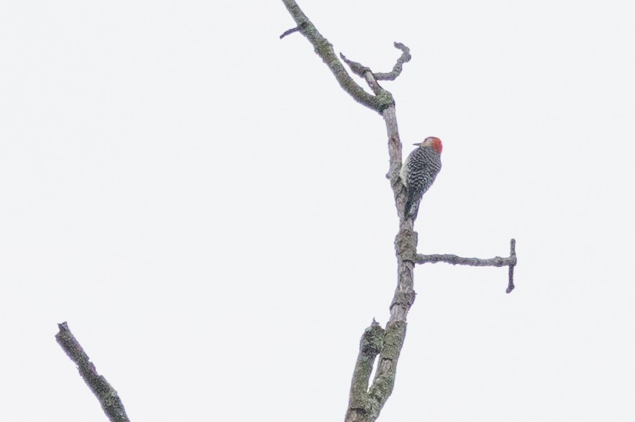 Red-bellied Woodpecker - ML595778311