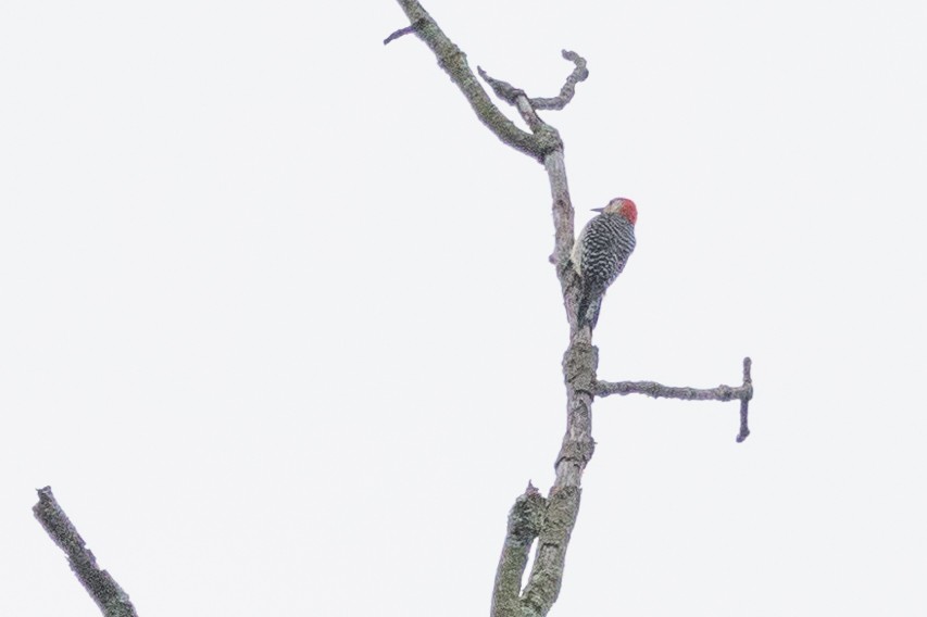 Red-bellied Woodpecker - Walter D