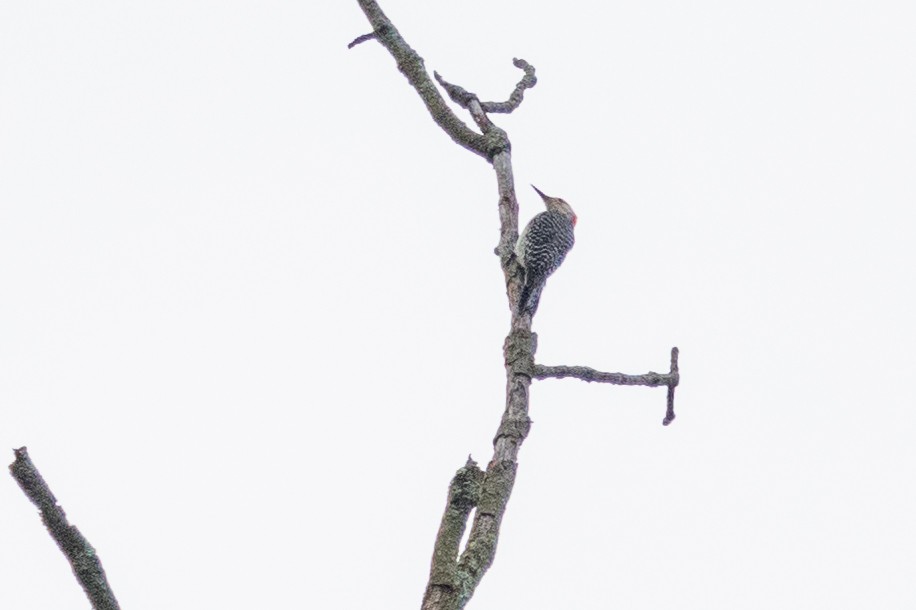 Red-bellied Woodpecker - ML595778331