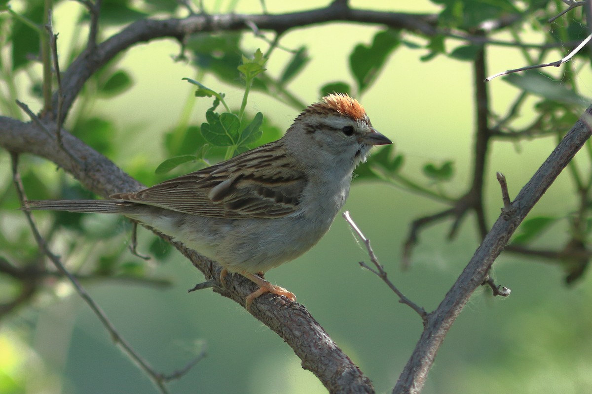 Chipping Sparrow - ML595780151