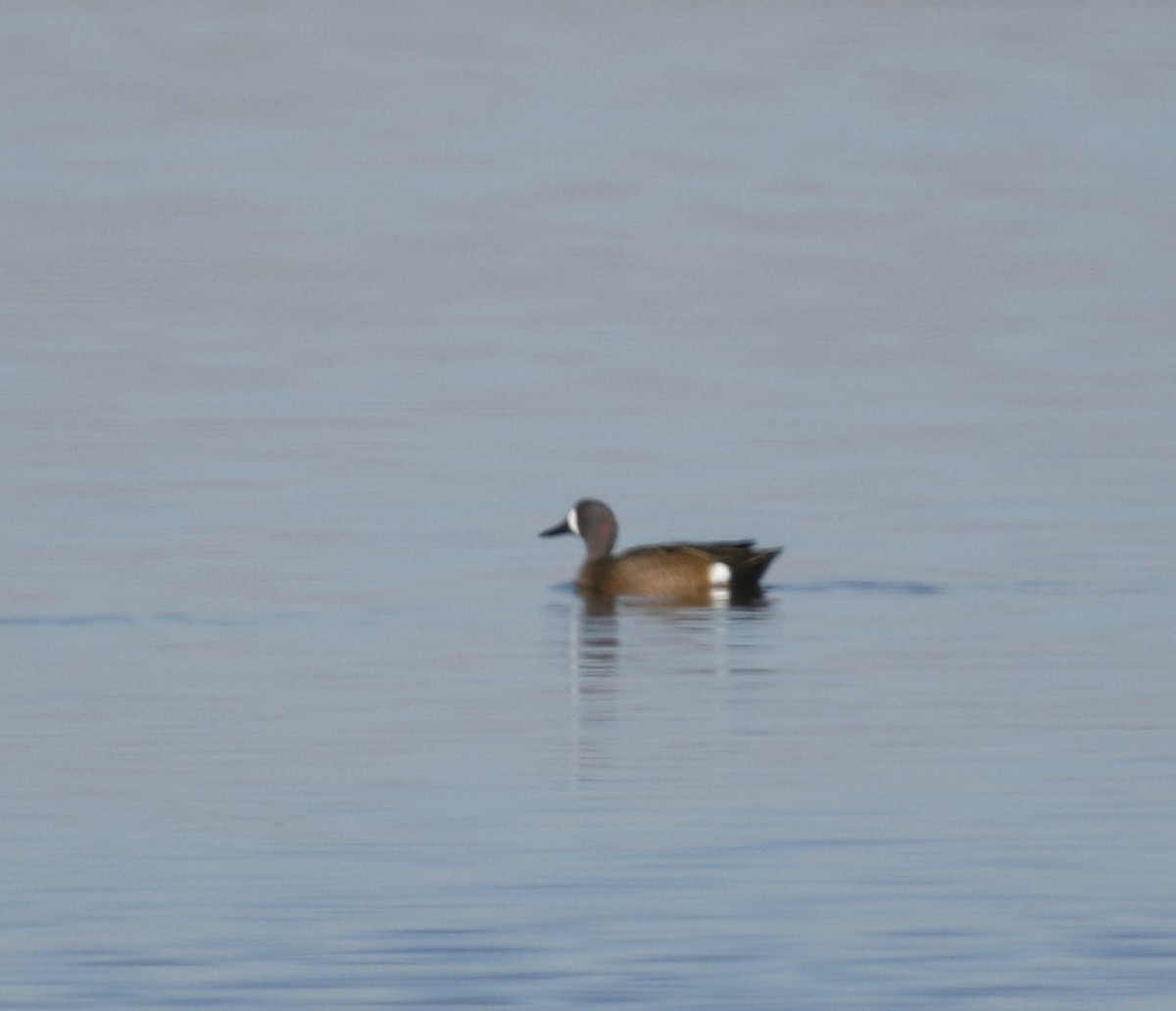 Blue-winged Teal - ML595786121
