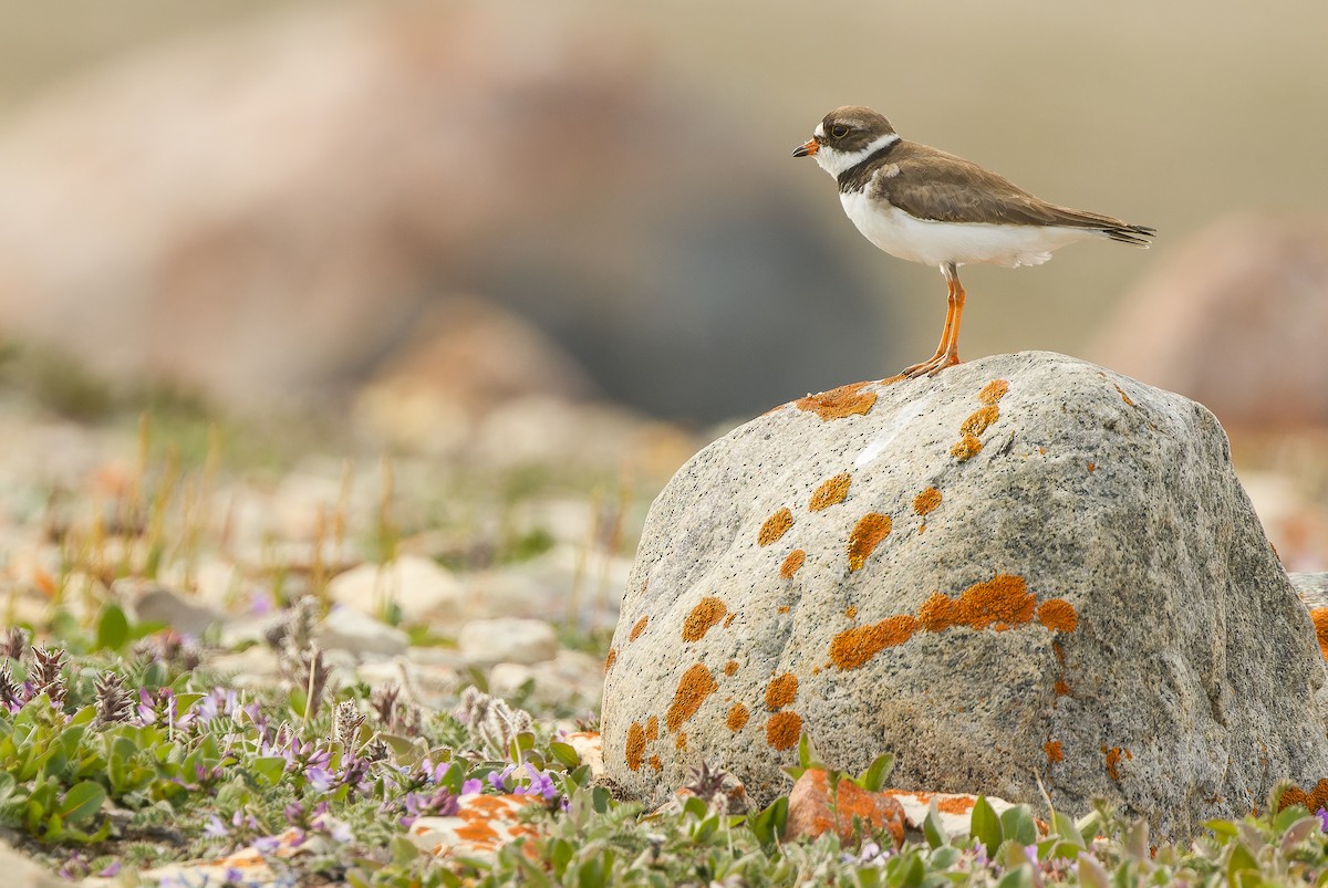 Semipalmated Plover - ML595788931