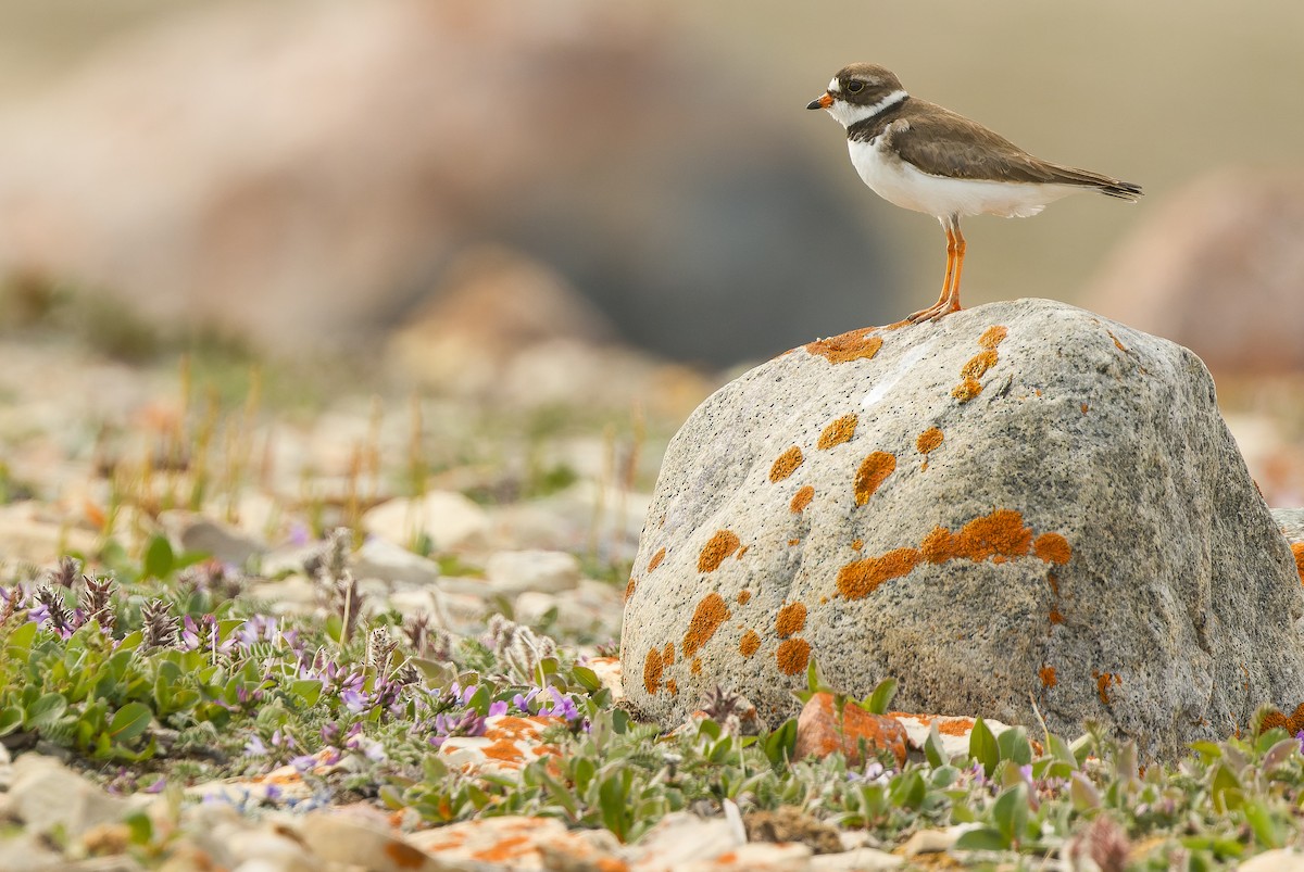 Semipalmated Plover - ML595788941