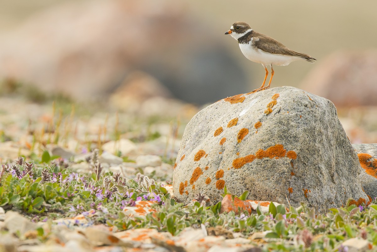 Semipalmated Plover - ML595788951