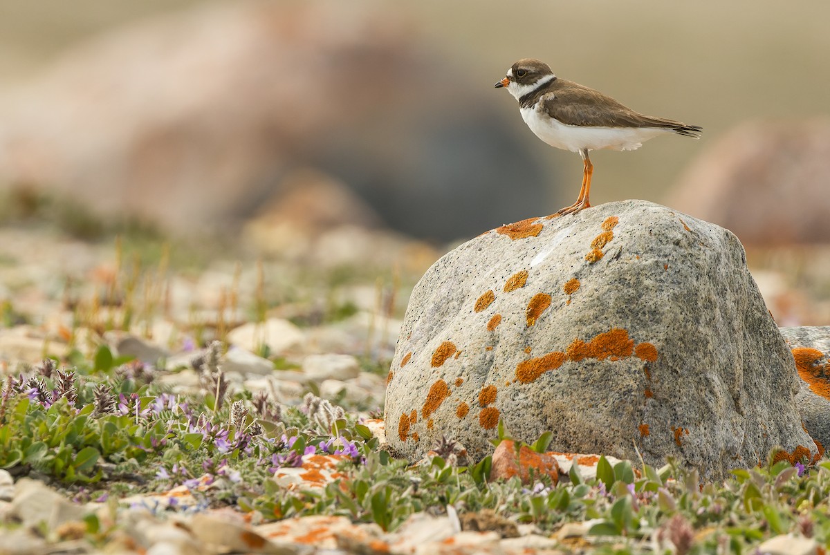 Semipalmated Plover - ML595788961
