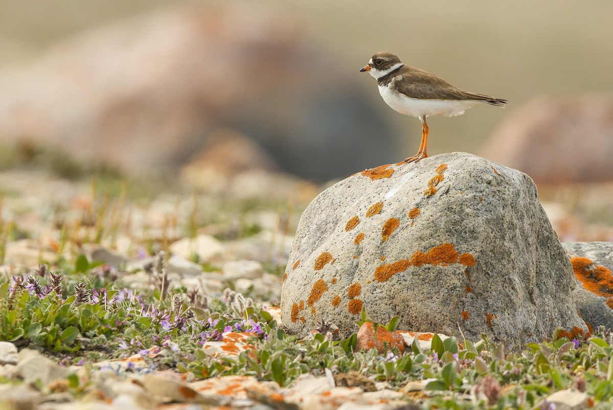 Semipalmated Plover - ML595788971
