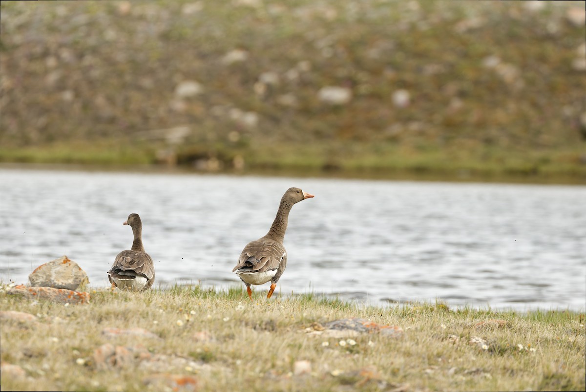 Greater White-fronted Goose - ML595789761
