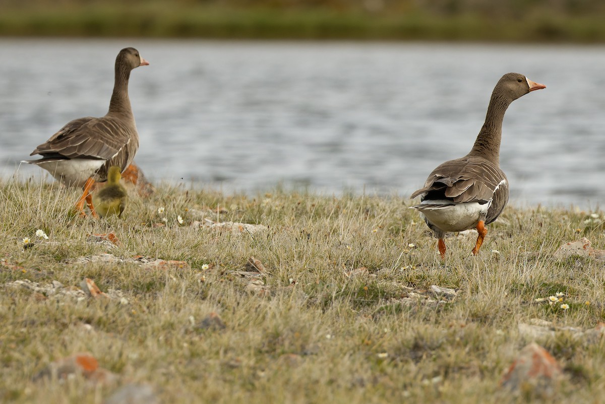 Greater White-fronted Goose - ML595789771