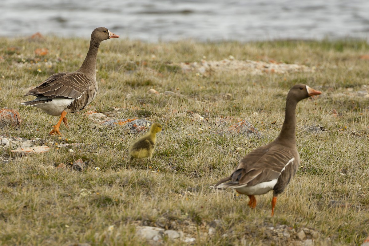 Greater White-fronted Goose - ML595789781