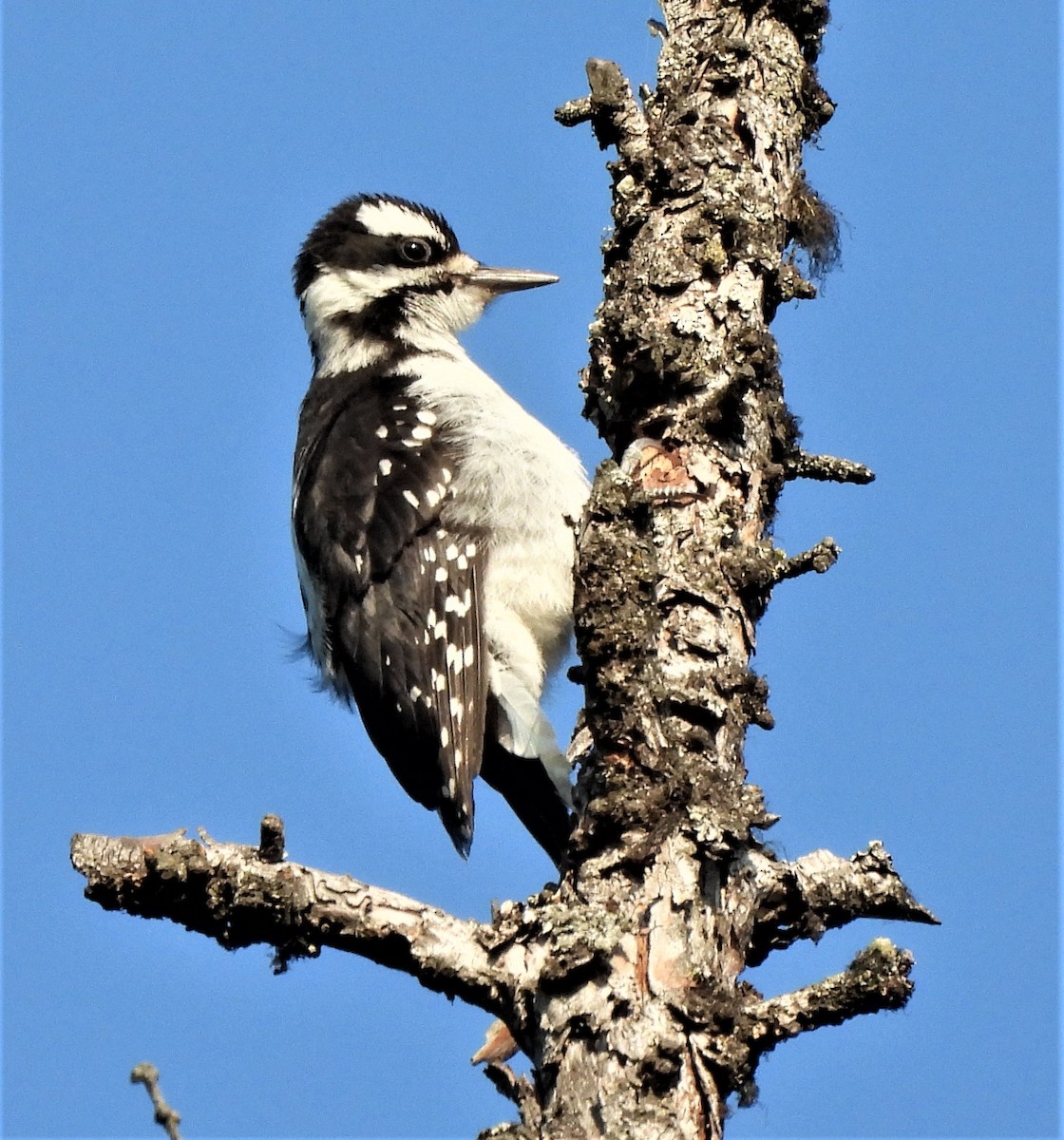 Hairy Woodpecker - ML595790591