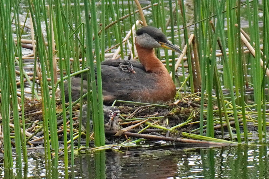 Red-necked Grebe - ML595791411