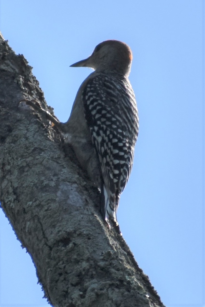 Red-bellied Woodpecker - ML595793091
