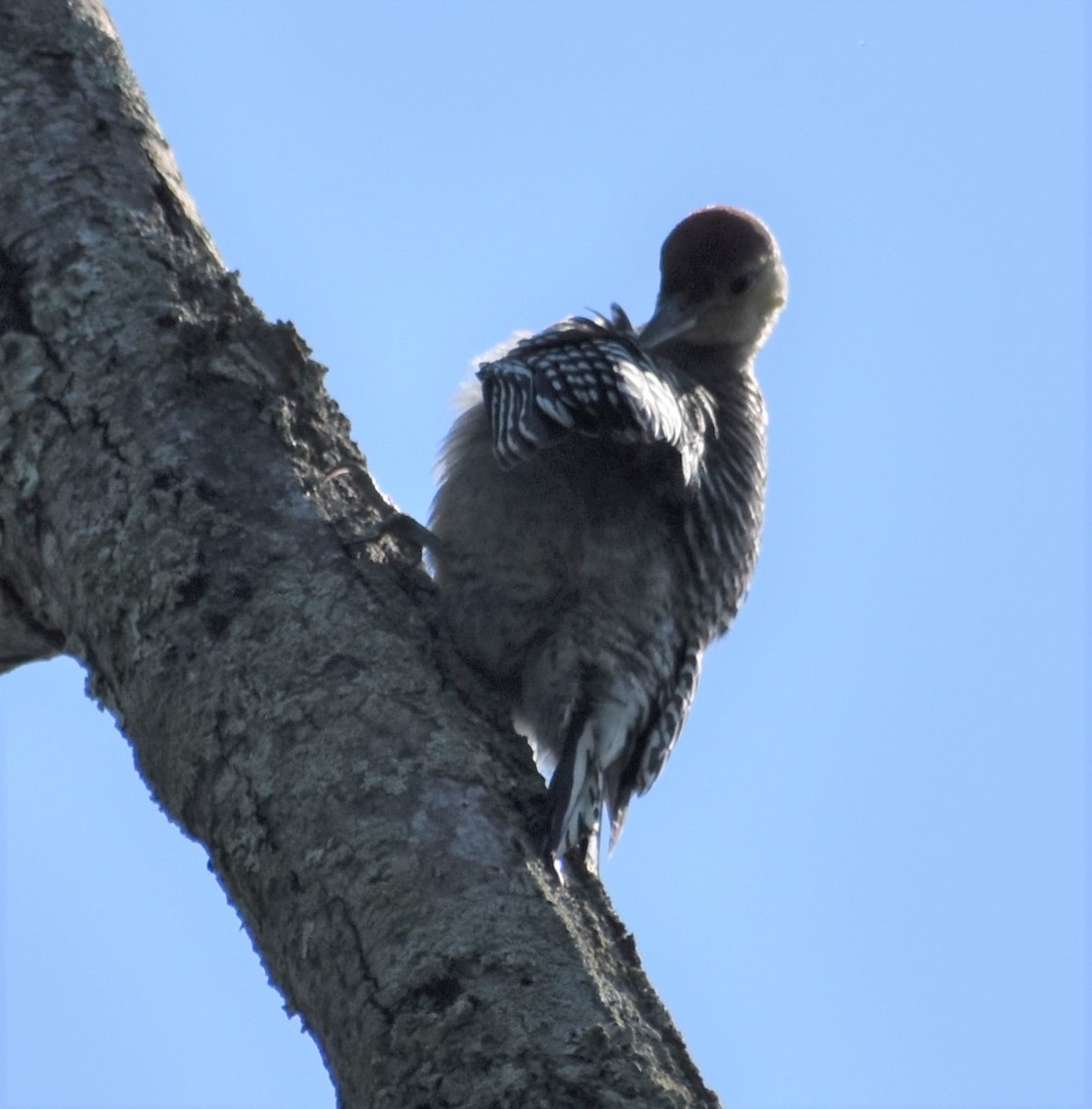 Red-bellied Woodpecker - ML595793101