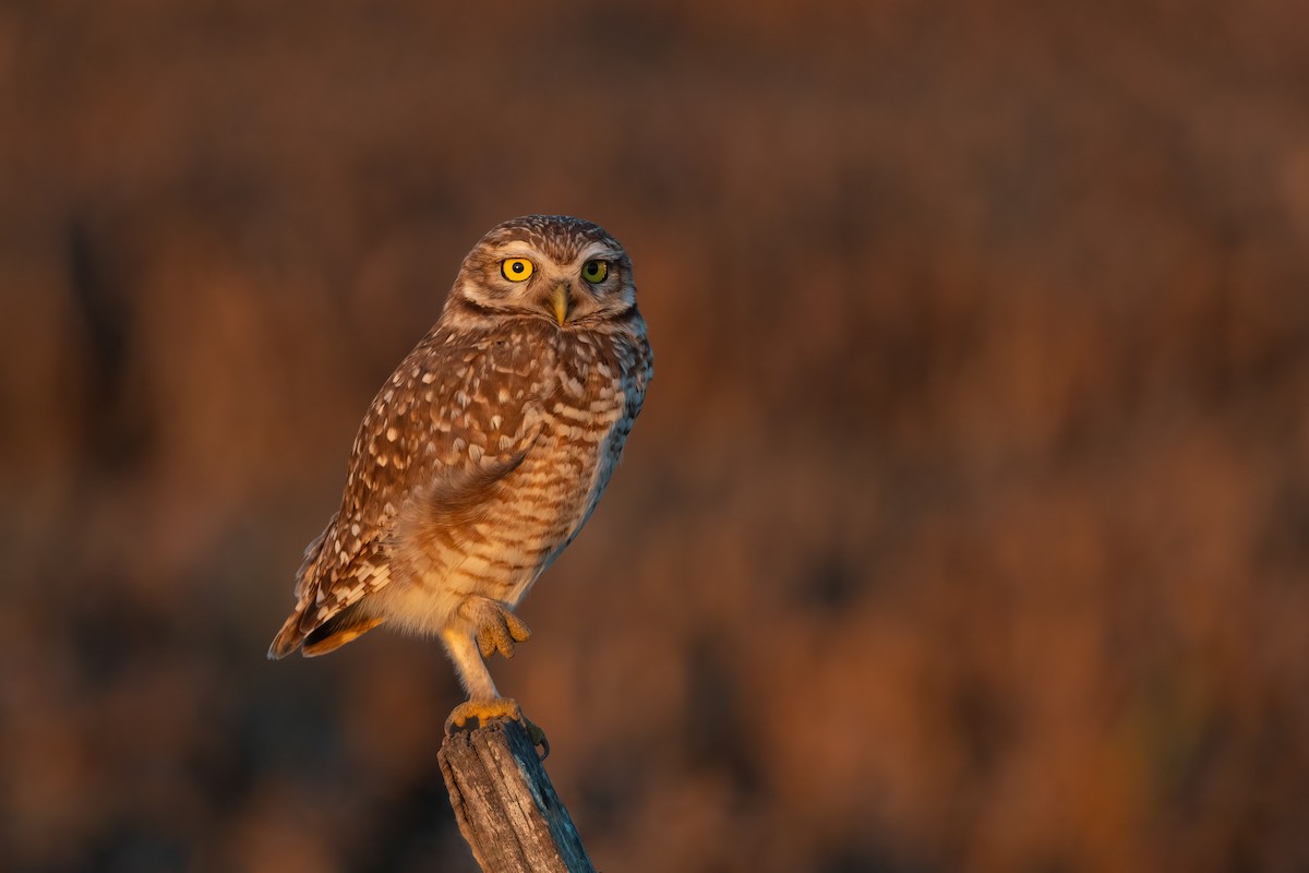 Burrowing Owl - ML595793851