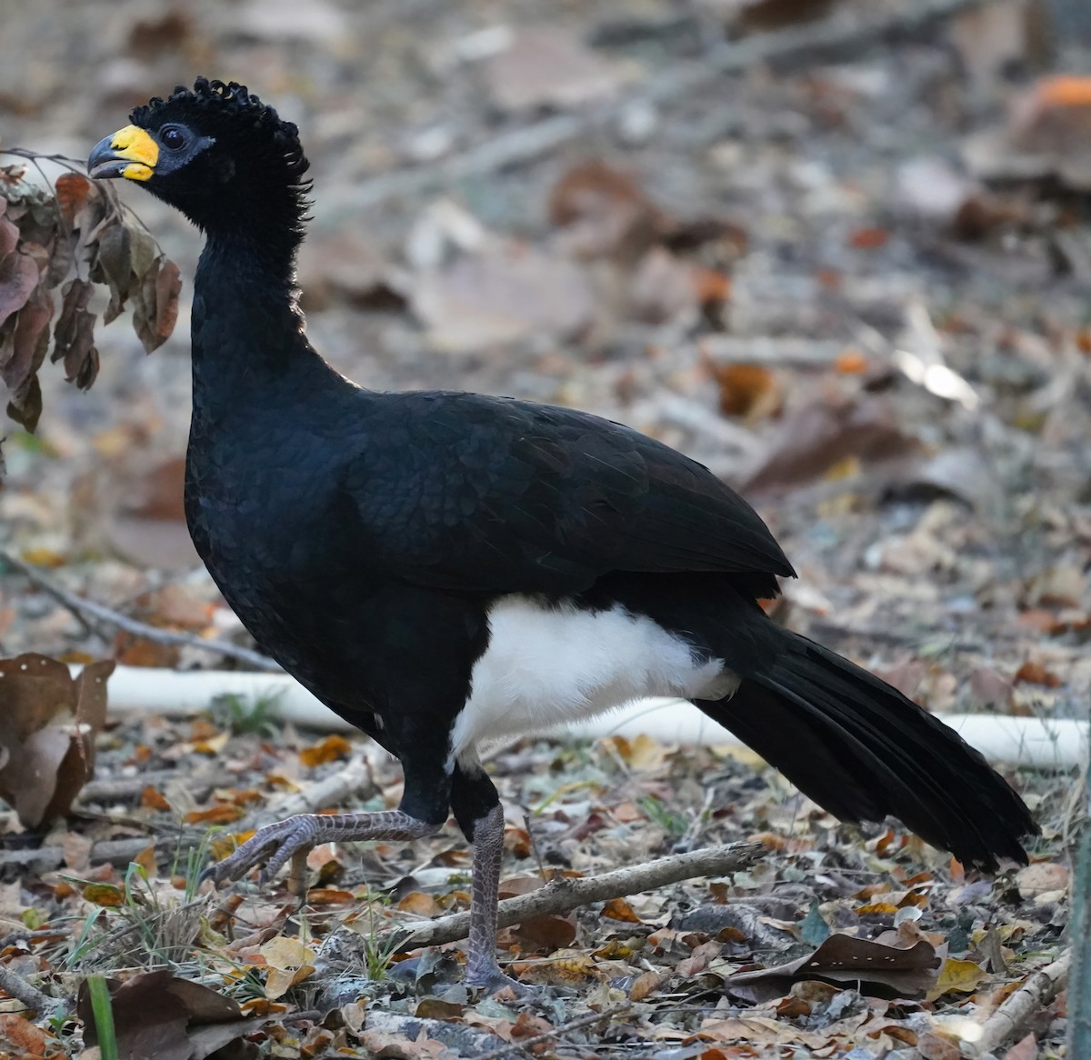 Bare-faced Curassow - ML595794471