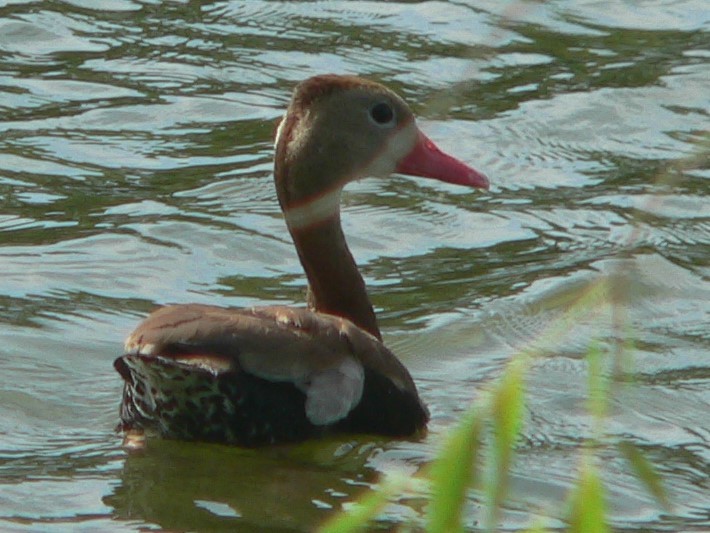 Black-bellied Whistling-Duck - ML595794951