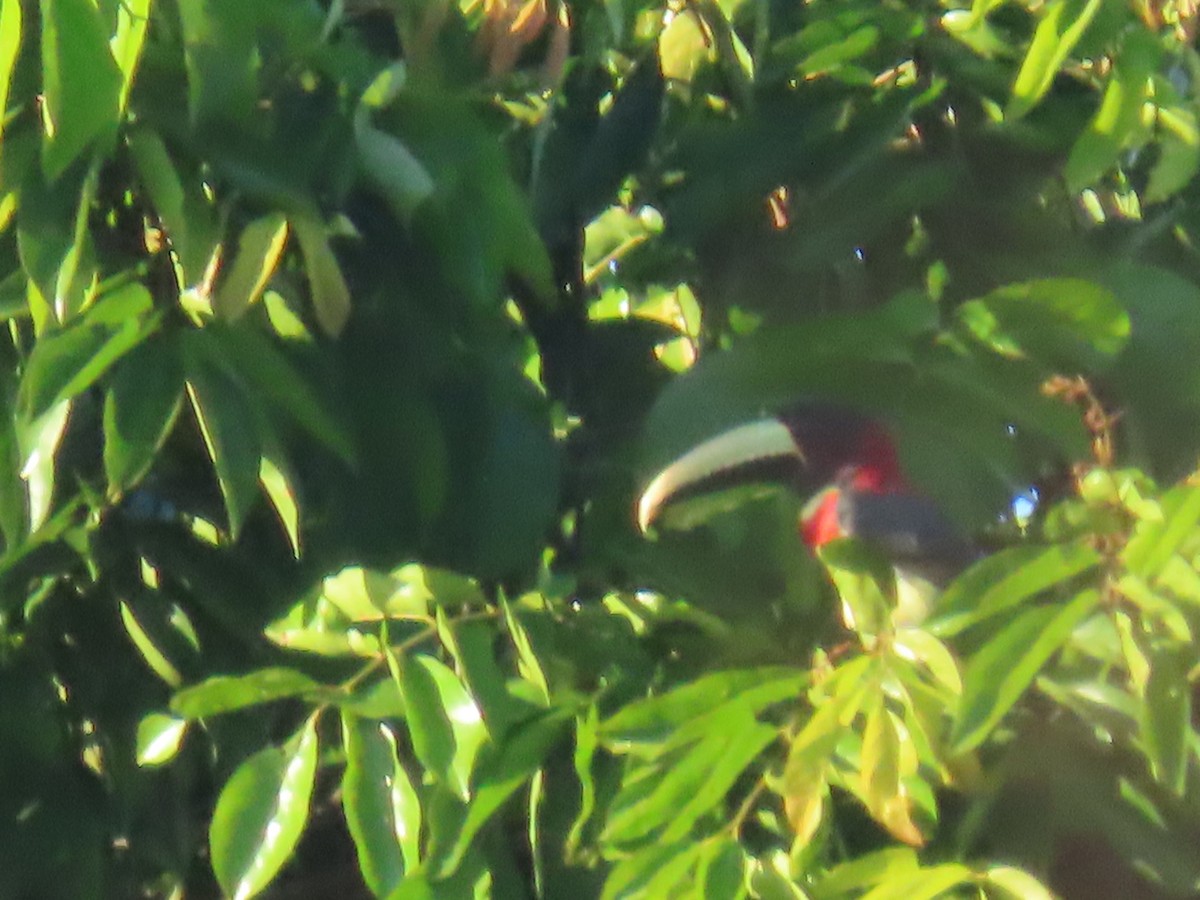 Red-necked Aracari (Western) - ML595795441