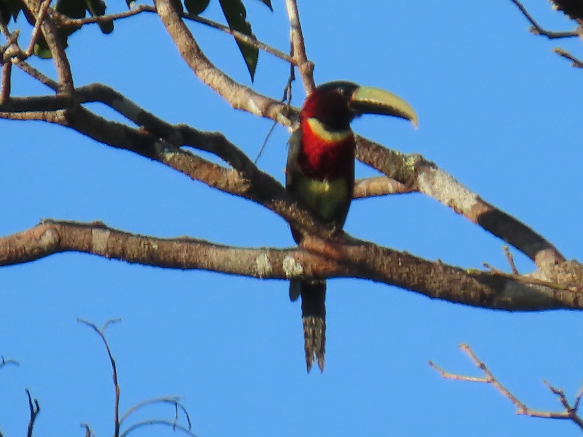 Red-necked Aracari (Western) - Katherine Holland