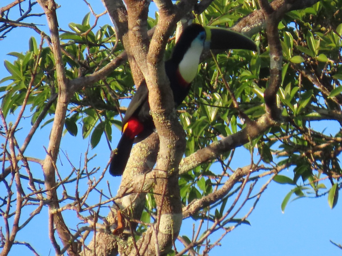 White-throated Toucan - Katherine Holland