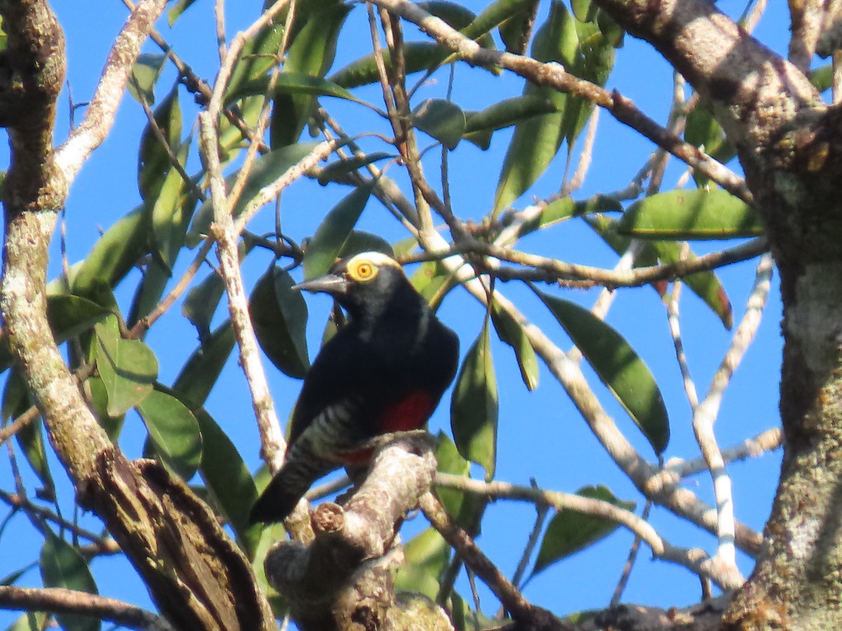 Yellow-tufted Woodpecker - ML595795681