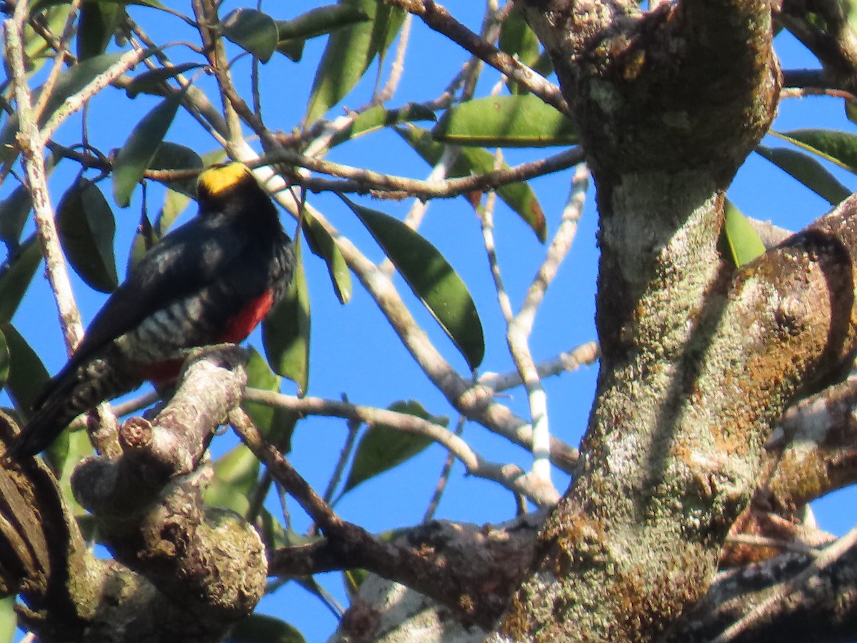 Yellow-tufted Woodpecker - ML595795771