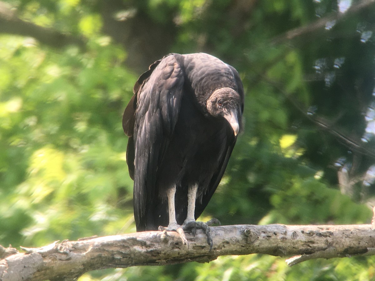 Black Vulture - ML595796721