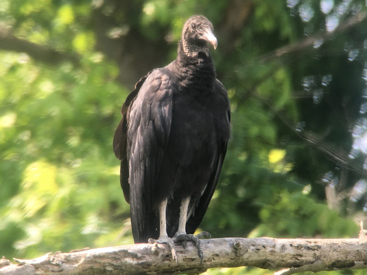Black Vulture - ML595796731