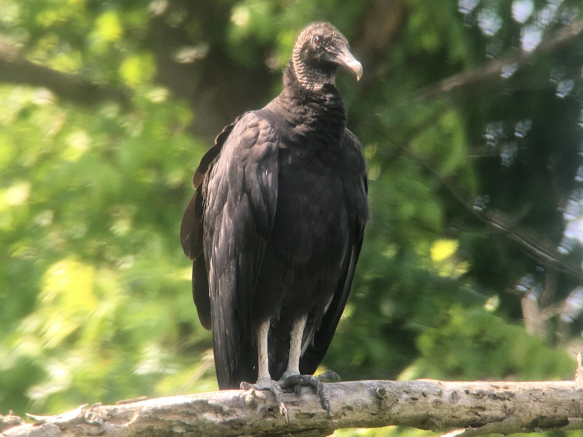 Black Vulture - ML595796741