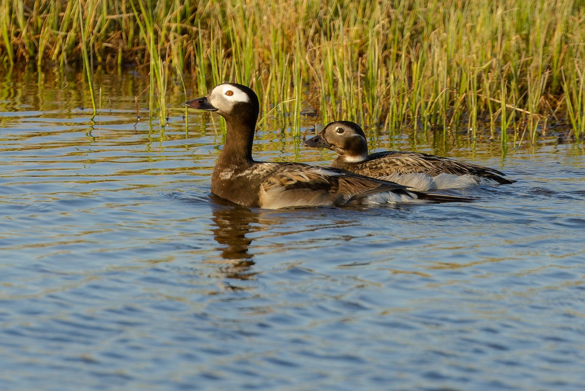 Long-tailed Duck - ML595797641