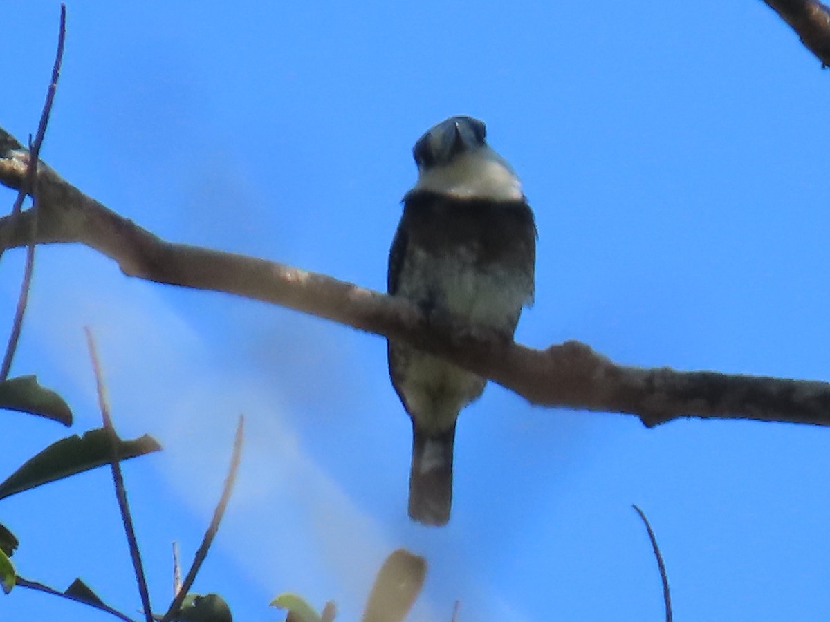 Brown-banded Puffbird - ML595799011