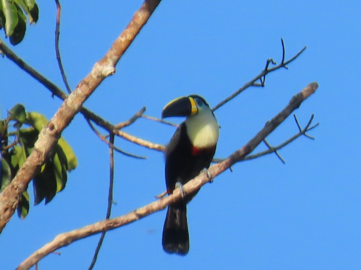 White-throated Toucan - Katherine Holland