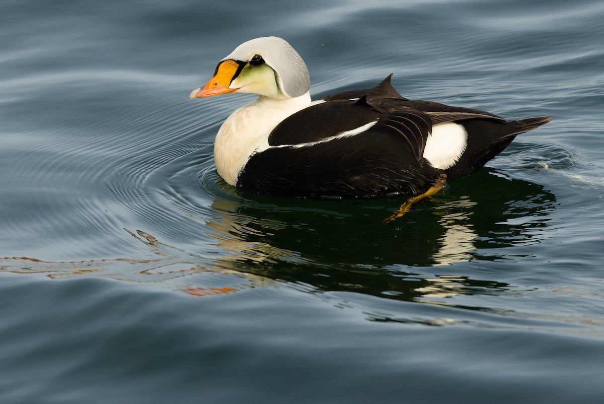 King Eider - ML595801021