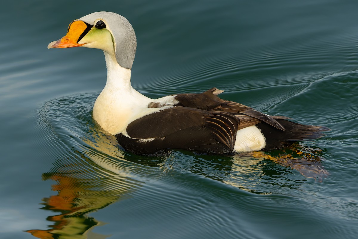 King Eider - ML595801141