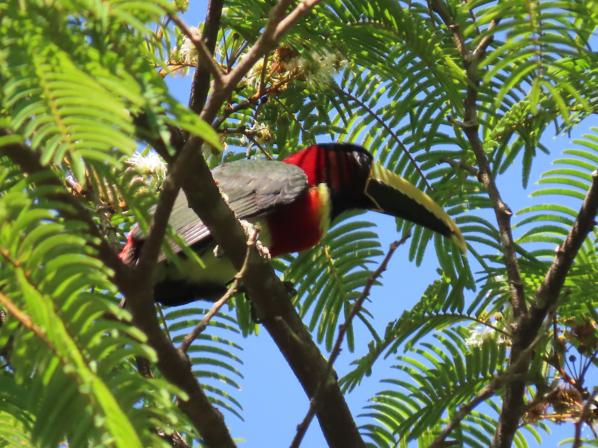 Red-necked Aracari - ML595801311