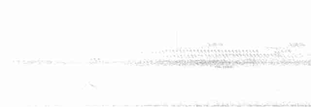 Серый тиранн-плакса - ML595804691
