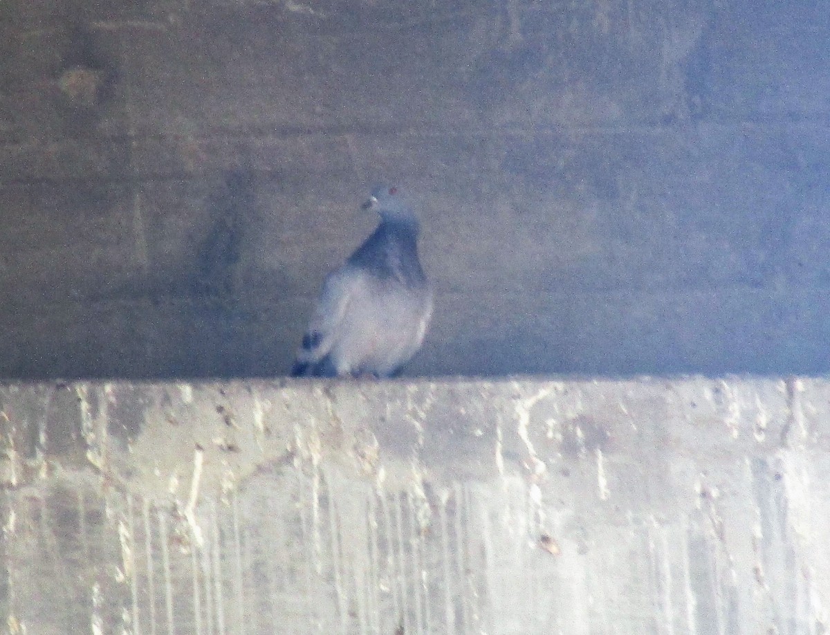 Rock Pigeon (Feral Pigeon) - ML59580651