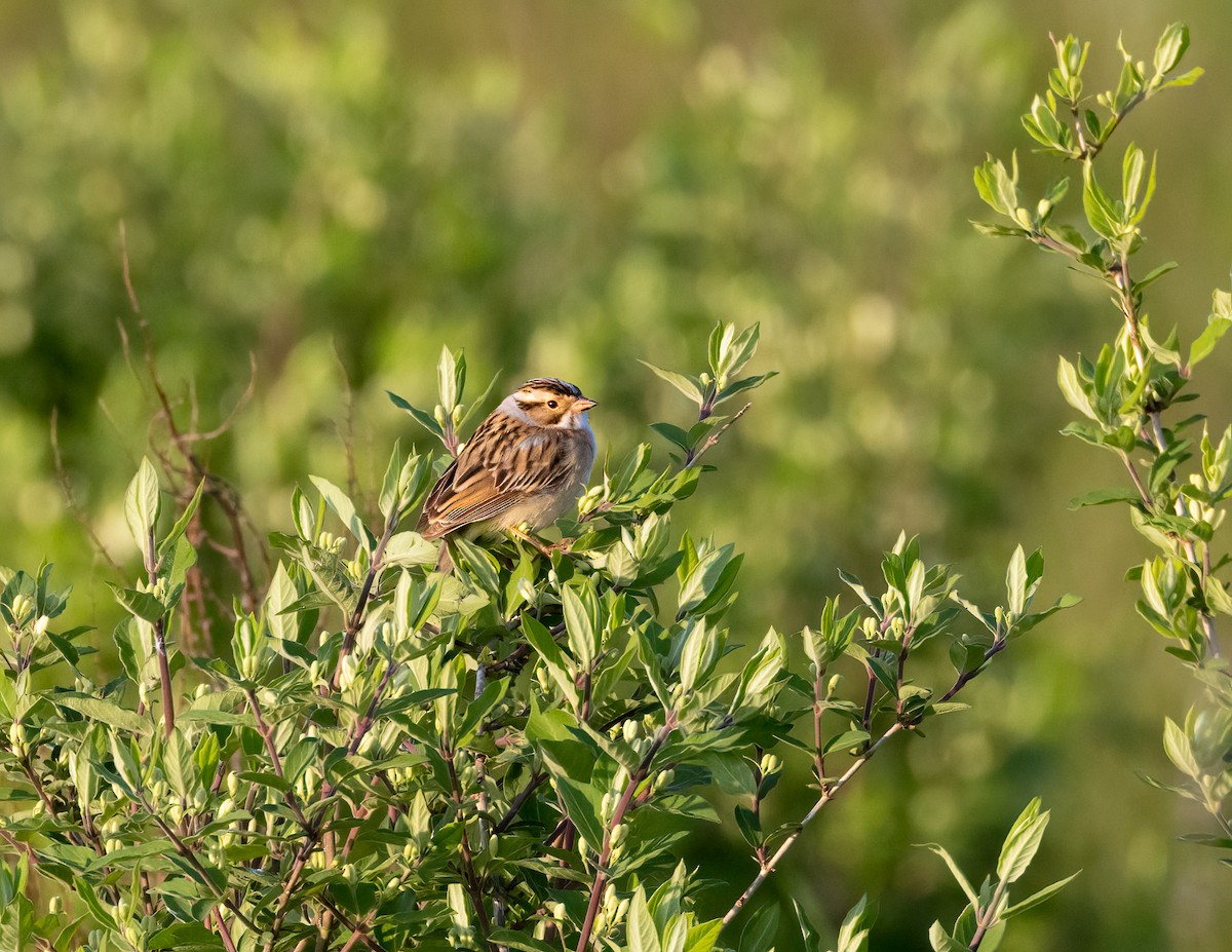 Clay-colored Sparrow - ML595806901