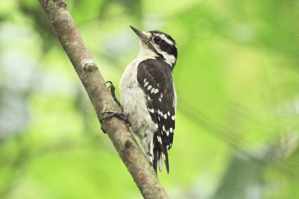 Downy Woodpecker - ML595807791