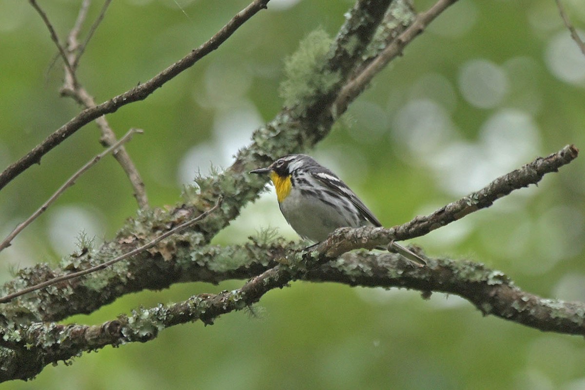 Yellow-throated Warbler - ML595808011