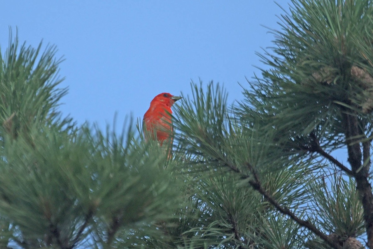 Scarlet Tanager - ML595808361