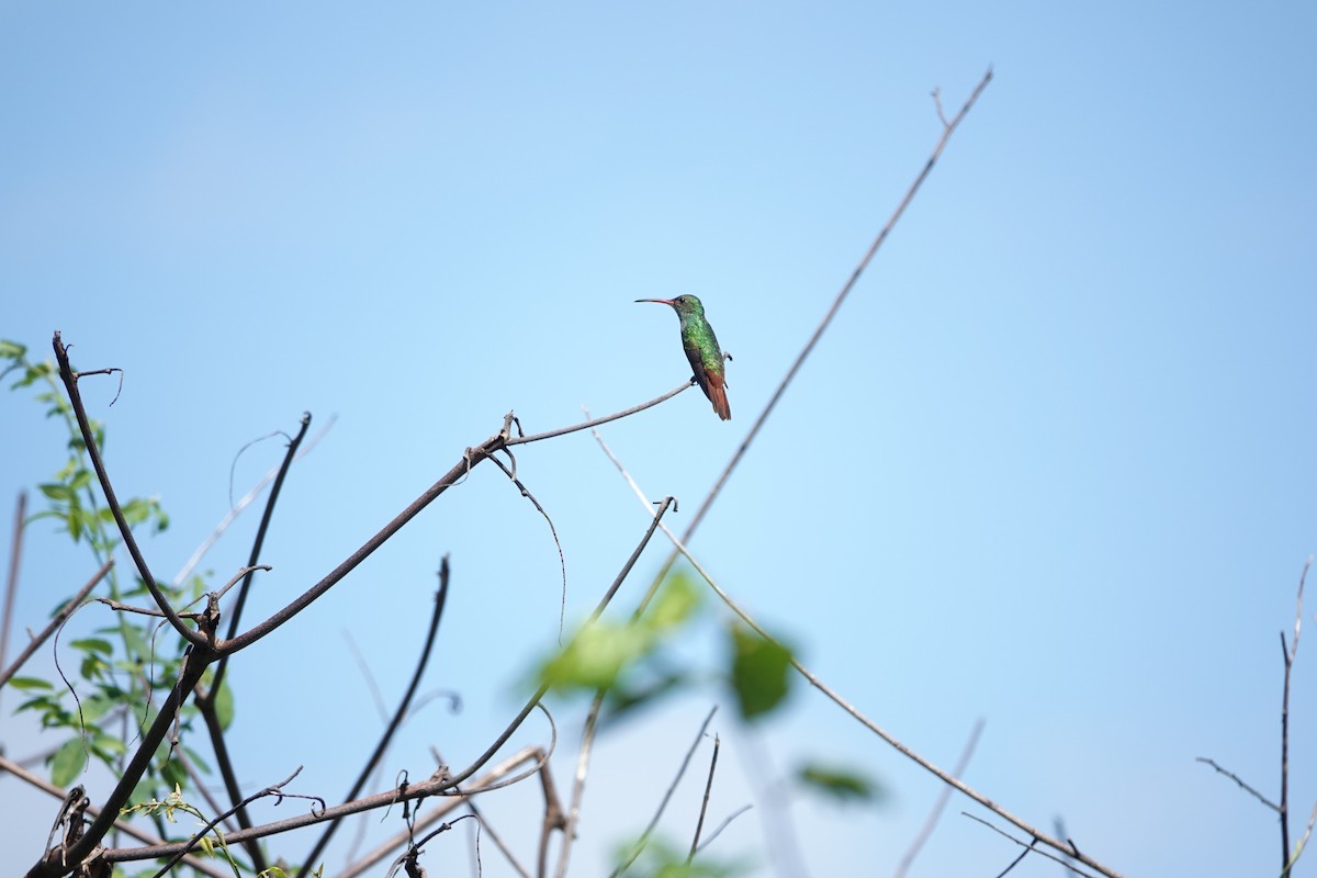 Rufous-tailed Hummingbird - Jorge Velasquez