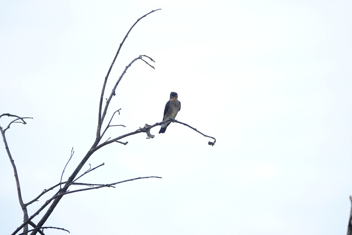 Southern Rough-winged Swallow - ML595814261